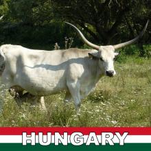 MAGNETKA NA CHLADNIČKU SUVENÍR SIVÝ DOBYTOK