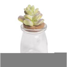 KAKTUSOVÉ ZÁTKY, FIALOVÁ/ZELENÁ