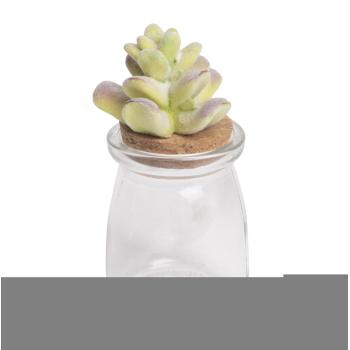 KAKTUSOVÉ ZÁTKY, FIALOVÁ/ZELENÁ