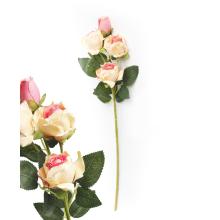 RUŽA SO 4 KVETMI BROSKYŇA