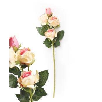 RUŽA SO 4 KVETMI BROSKYŇA