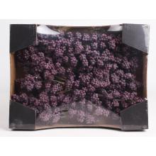 PENOVÉ BOBULE 24 KUSOV FIALOVÁ