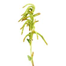 MARANTHUS CAUDATUS /AMARANTHUS CAUDATUS/