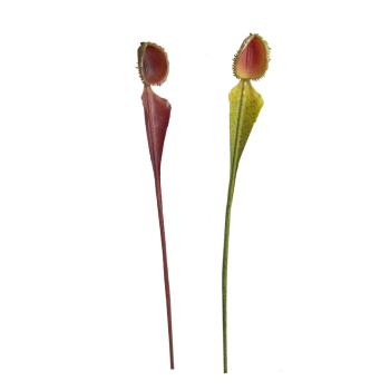 UMELÝ KVET VLÁKNO MÄSOŽRAVÝ CHICHONG KVET