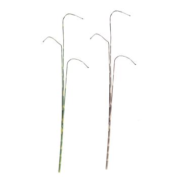 UMELÁ RASTLINA TRSTINA - SHUI WEI ZHU