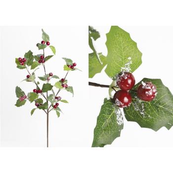 BOBUĽA, S LISTOM, ČERVENO-ZELENÁ