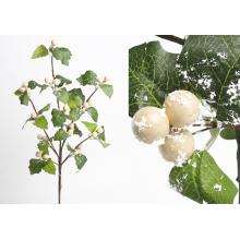 BOBUĽA, LIST, KRÉMOVO ZELENÁ