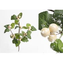 BOBUĽA, LIST, KRÉMOVO ZELENÁ