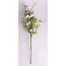 UMELÝ KVET BOBUĽA, PERLEŤOVO BIELY