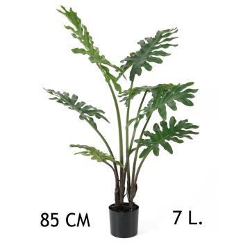 FILODENDRON, SEDMOLISTÝ, SO 7 LISTAMI