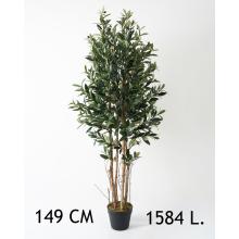 OLIVOVNÍK S 1584 LISTAMI, 4 KMENE