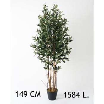 OLIVOVNÍK S 1584 LISTAMI, 4 KMENE