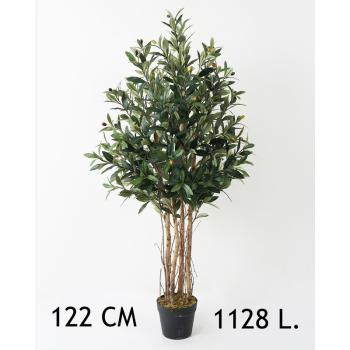 OLIVOVNÍK, 1128 LISTOV, 4 KMENE