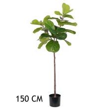 FICUS LANTLEAF ZELENÝ 150CM