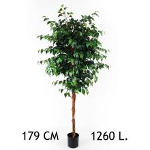 FÍKUS, 1260 LISTOV, V KVETINÁČI, ZELENÝ