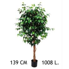 FIKUS, 1008 LISTOV, V KVETINÁČI, ZELENÝ