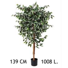 FIKUS, 1008 LISTOV, V KVETINÁČOCH, PESTRÝ