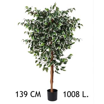 FIKUS, 1008 LISTOV, V KVETINÁČOCH, PESTRÝ