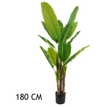 BANÁNOVNÍK, 3 KMENE, ZELENÝ