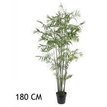 BAMBUSOVÁ PALMA, ZELENÁ