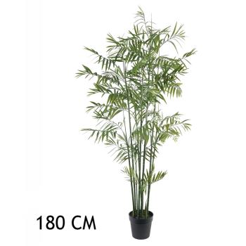 BAMBUSOVÁ PALMA, ZELENÁ