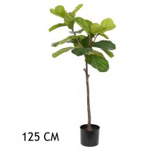 FICUS ZELENÝ 125CM