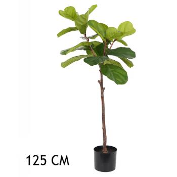FICUS ZELENÝ 125CM