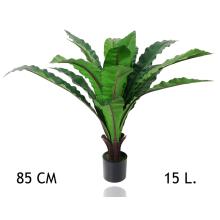 PAPRAĎ VTÁČIE HNIEZDO 15 LISTOV 85CM