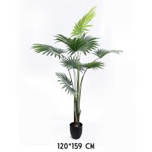 PALMA VEJÁROVITÁ, S DLAŽDICAMI