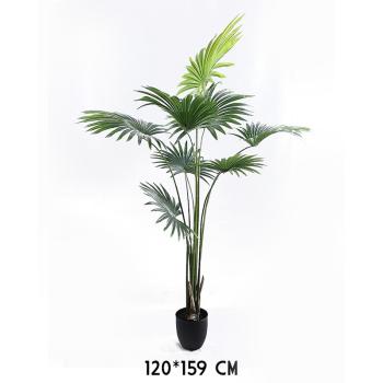 PALMA VEJÁROVITÁ, S DLAŽDICAMI