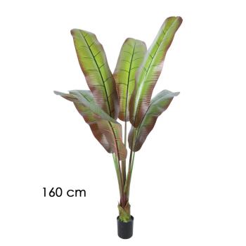 JAPONSKÉ BANÁNOVÉ DREVO, OBLOŽENÉ ZELENOU BORDÓ FARBOU,