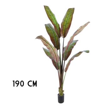 JAPONSKÉ BANÁNOVÉ DREVO, OBLOŽENÉ ZELENOU BORDÓ FARBOU,