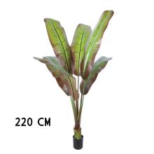 JAPONSKÉ BANÁNOVÉ DREVO, OBLOŽENÉ ZELENOU BORDÓ FARBOU,