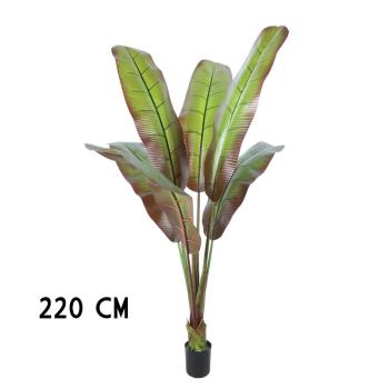 JAPONSKÉ BANÁNOVÉ DREVO, OBLOŽENÉ ZELENOU BORDÓ FARBOU,