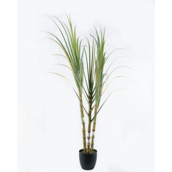 CUKROVÁ TRSTINA, S TRIESLOVINAMI, 3 STONKY, ZELENÁ