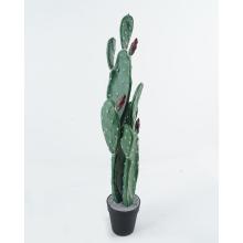 KAKTUS, TUFTED, 2STEMMED, ZELENÝ