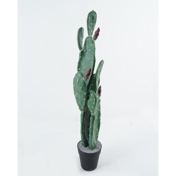 KAKTUS, TUFTED, 2STEMMED, ZELENÝ