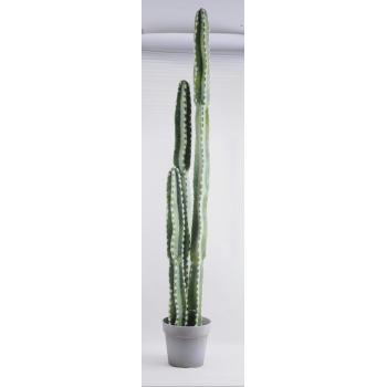 KAKTUS STĹPOVITÝ S DLAŽDICOU, 3 KMENE, ZELENÝ