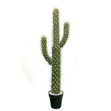 KAKTUS SAGUARO S DLAŽDICOU, 3 KMENE, ZELENÝ