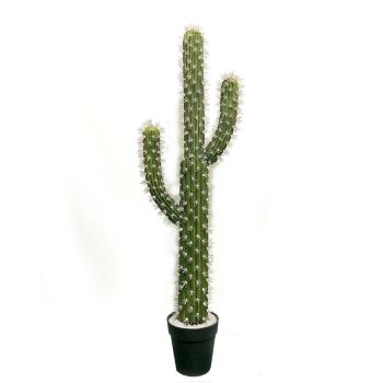 KAKTUS SAGUARO S DLAŽDICOU, 3 KMENE, ZELENÝ