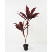 PALMA CYCAS, DLAŽDICOVÁ, ČERVENÁ