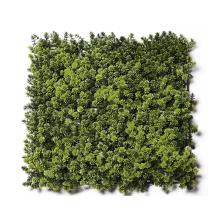 VAK NA KONE, ZELENÝ, UV STANDARD CMx50cm