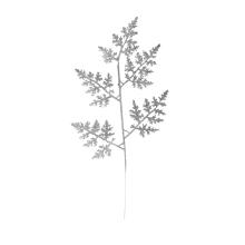 DEKOR VETVA, TUJA, STRIEBORNÝ LESK