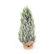 TUJA KRÍKY V JUTOVÝCH VRECIACH, DERES